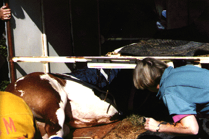 Horse Rescue